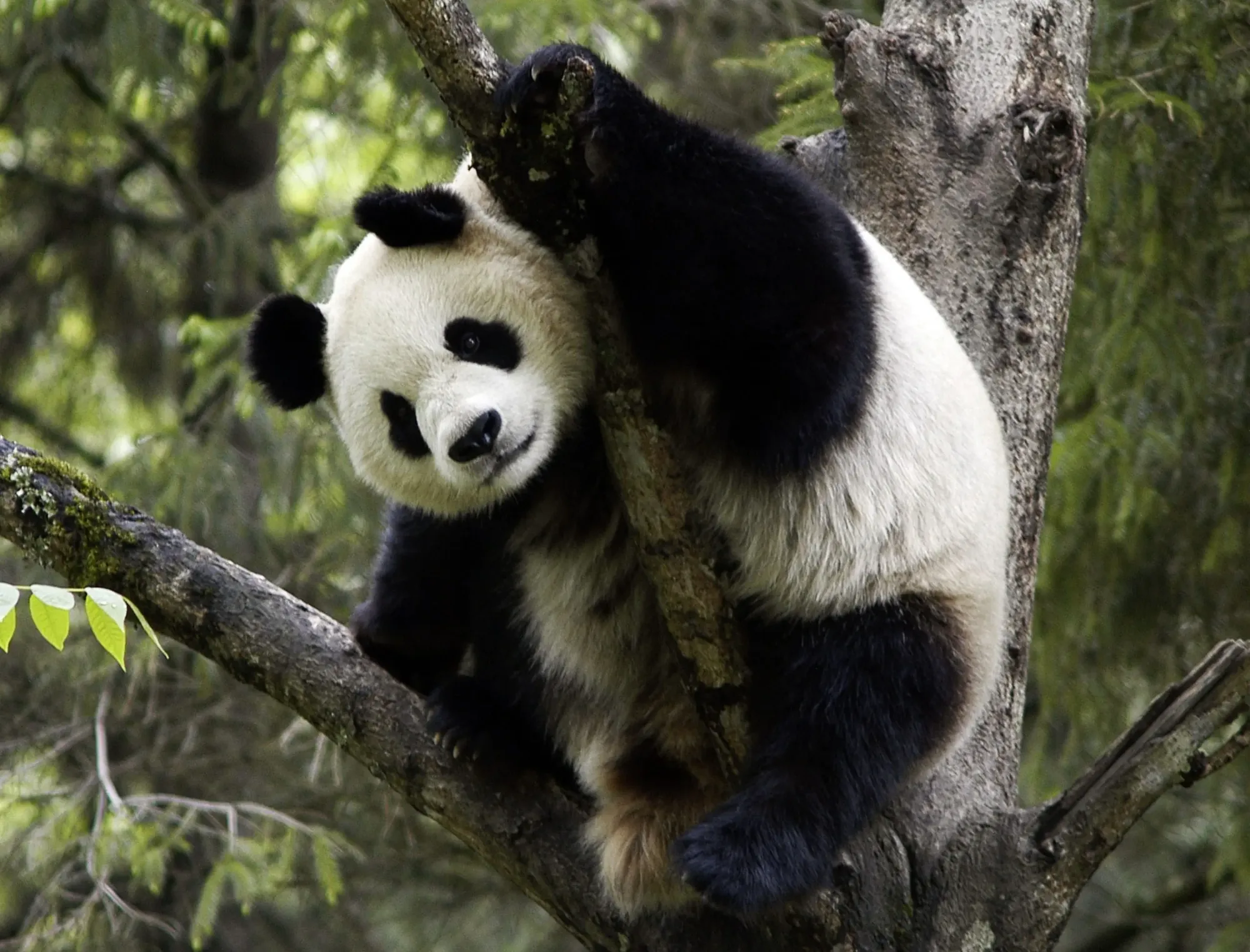 WWF Brand Panda